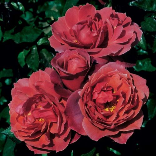 Rdzawoczerwony - róże rabatowe floribunda
